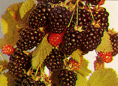 Gotta have berries!
