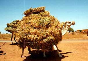 Now here's a load!